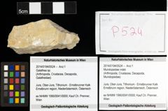Foto (Objekt + Etiketten) von Mundopsidae indet. 